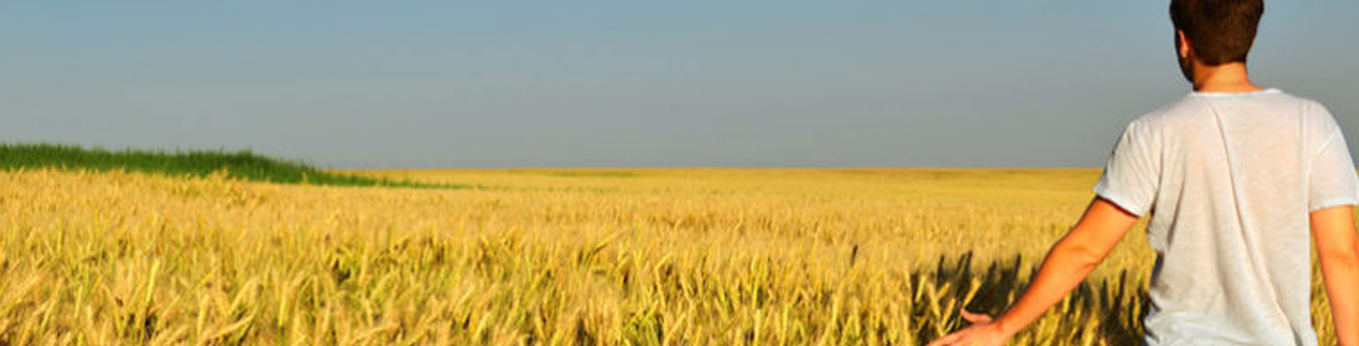 FARM OF VENEZIA SRL SOCIETA' AGRICOLA — foto 7