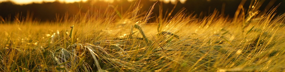 FARM OF VENEZIA SRL SOCIETA' AGRICOLA — foto 5