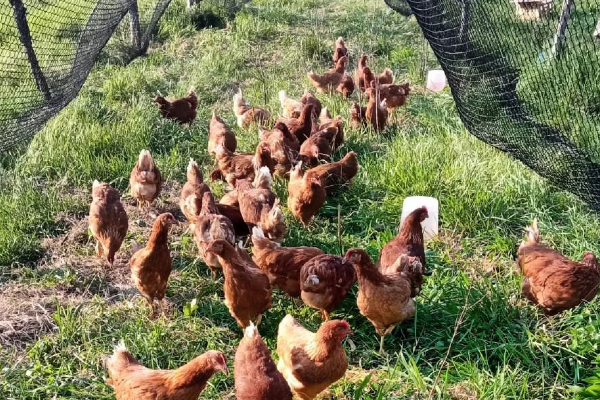 FARM OF VENEZIA SRL SOCIETA' AGRICOLA — foto 3