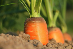 carota arancione con foglie verdi che spunta da terreno