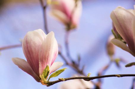 fiore di magnolia rosa che sboccia 