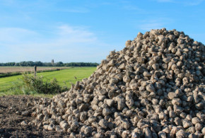 raccolta di barbabietola da zucchero
