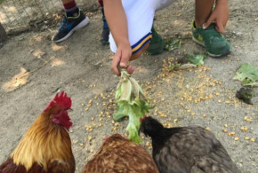 bambino che da da mangiare alle galline