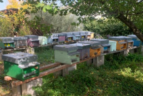 casette api:Caldo anomalo, per le api è ancora primavera