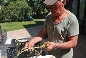 uomo che pela asparagi